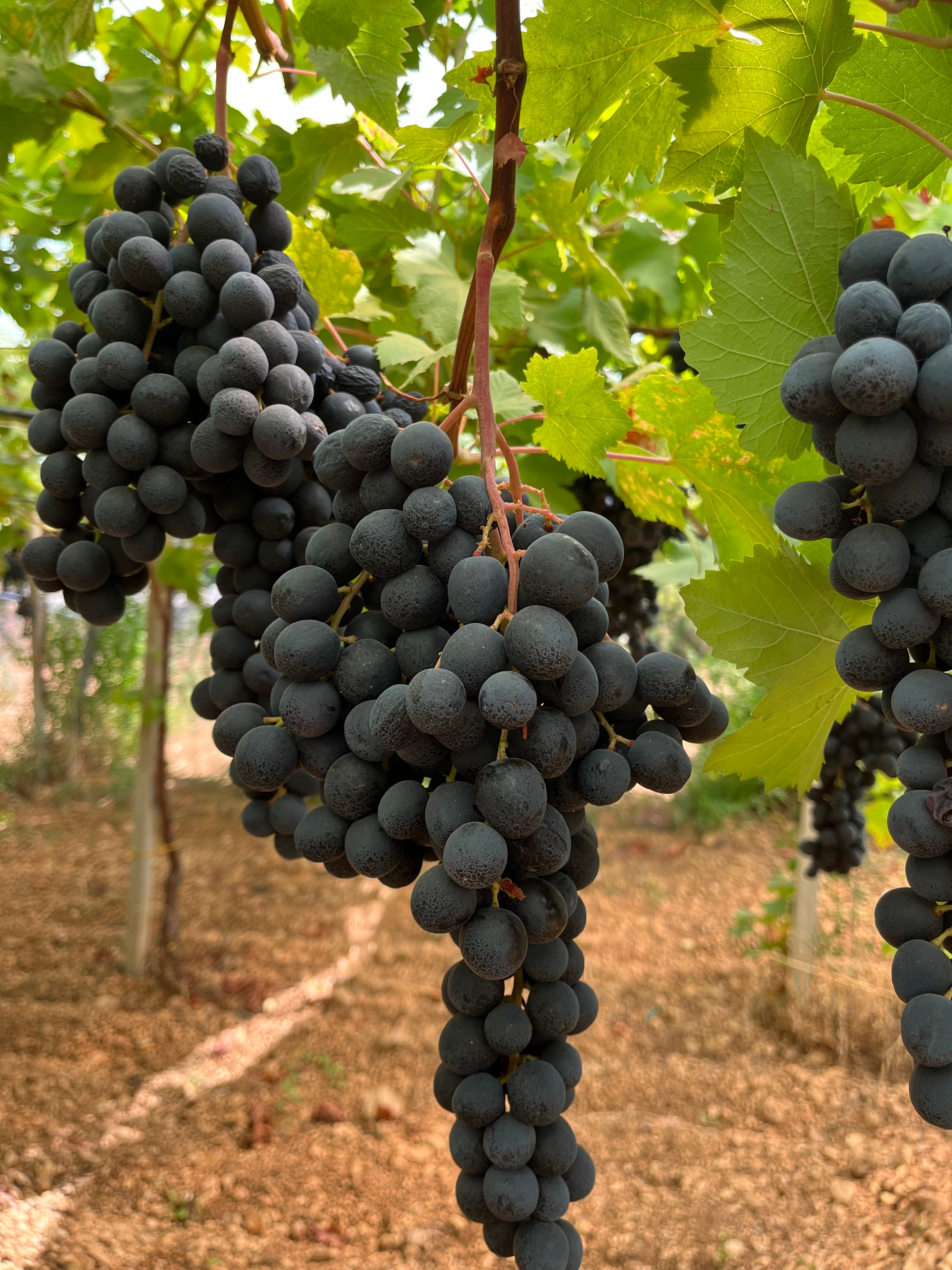 プーリア州で栽培されるブドウたち - 生食用とワイン用ブドウ - – Wine